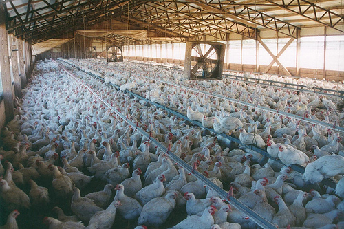 Factory Farming Chickens