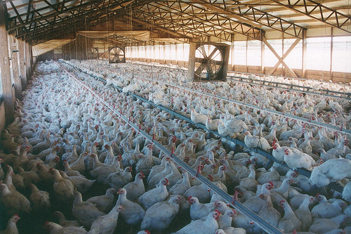 Factory Farm Chickens