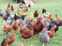 true free-ranging chickens