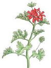 rose geranium