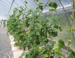 hydroponic cucumbers