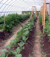 raised beds