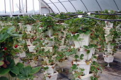 hydroponic strawberries