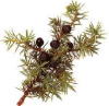 juniper berries