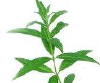 lemon verbena