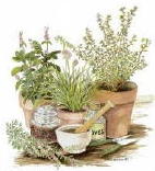 potted herbs