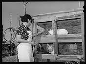 raising rabbits 

during the depression