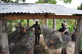 Haiti rabbit hutches