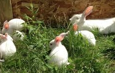 litter of rabbits