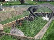 rabbit tractor