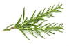 rosemary