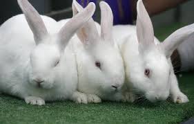 meat rabbits